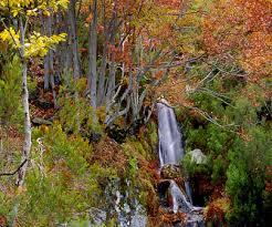 Parque Natural Hayedo De La Tejera Negra